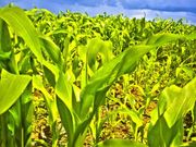 Продам оптом семена гибридов кукурузы Украинской селекции