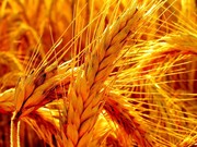 Производители сельхозпродукции.Восток.Центр.Юг 2012