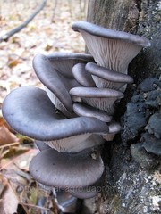 мицелий грибной