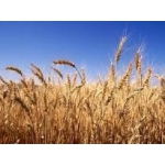 Пшеница 2-класса и другие зерновые