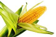 Продам оптом качественный посевной материал кукурузы и подсолнечника