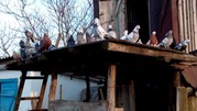 Продам голубей старой херсонской породы летные