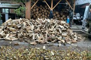 Продам дрова сосна сухая колотые