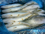 Рыба см столовых сортов и для промпереработки